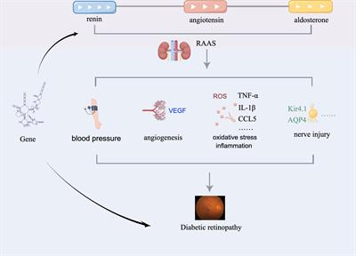 The role of aldosterone in the pathogenesis of diabetic retinopathy